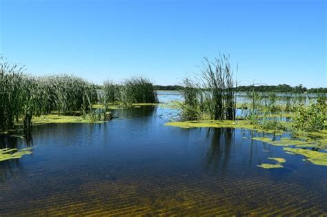 DNR: Little Swan Lake restoration is a true success story ...