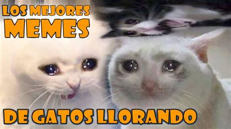 Fotos De Gatos Llorando Memes Puedes ver la galeria de los memes de ...