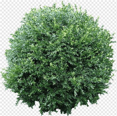 Green leafed plant, Shrub Computer Icons Tree, Bush Flora, leaf, grass ...