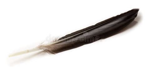 Crow Feather on the White Background Stock Photo - Image of feathers ...