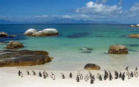 Penguins, Boulders Beach, Cape Town - The Expedition Project