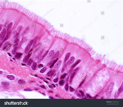 Ciliated Pseudostratified Columnar Epithelium Trachea Respiratory Stock ...