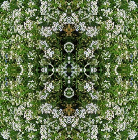 Square Of White Honey Flowers Free Stock Photo - Public Domain Pictures