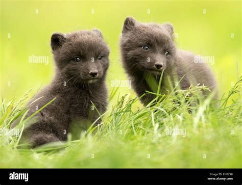 Two Arctic fox cubs in the meadow, Iceland Stock Photo - Alamy