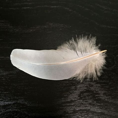 A feather from a dove symbolizes love, gentleness and kindness ...