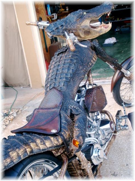 Gator Harley.... - Harley Davidson Forums