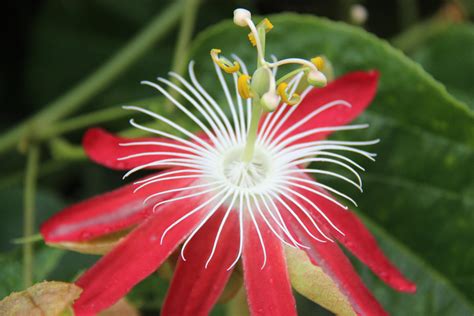 Flor do Maracujá BRS Estrela do Cerrado - Portal Embrapa