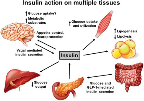 Insulin action on multiple tissues. Insulin is primarily produced by ...