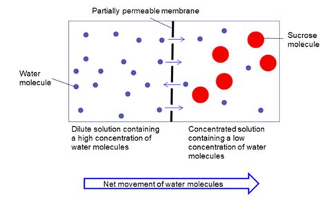 Osmosis -- the natural movement of water into a solution through a ...