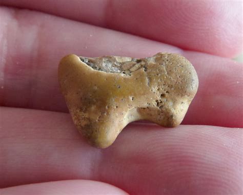 Is This A Deer, Llama,or Camel Tooth ? - Fossil ID - The Fossil Forum