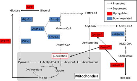 Summary of pathways involved in glucose and lipid metabolism in rat ...