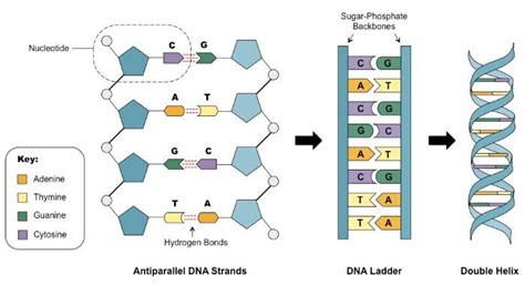 DNA Structure | Watson and Crick's model of DNA - Javatpoint