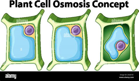 Diagram Showing Osmosis In Plant Cell Royalty Free Vector