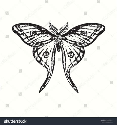 38,364 Moth Drawings Images, Stock Photos & Vectors | Shutterstock