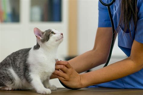 Cat Neutering Aftercare: What You Need To Know