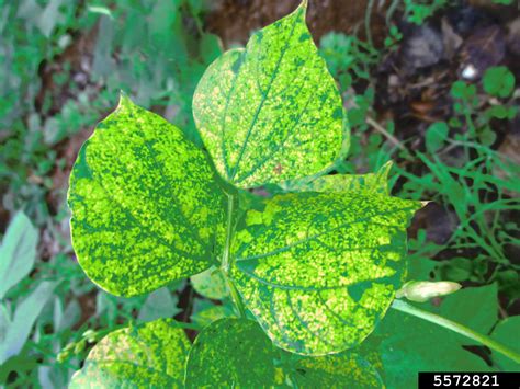 Bean Yellow Mosaic Virus (BYMV) (Potyvirus Bean Yellow Mosaic Virus)