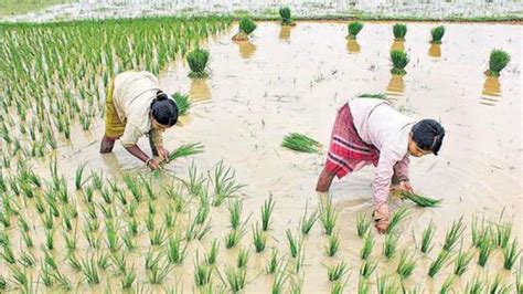 Tripura registers shortfall in paddy cultivation due to low rainfall ...