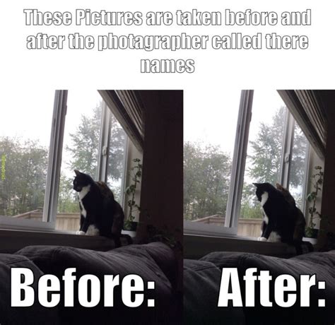 cat looking out window - Meme by kyland10 :) Memedroid