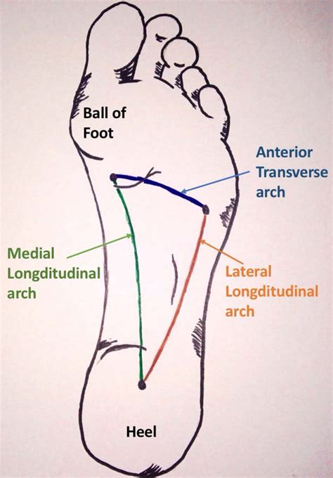 The Arches of the Foot - Longitudinal - Transverse - TeachMeAnatomy