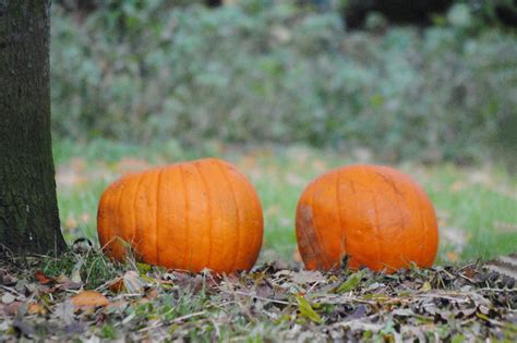 Origins of Halloween: Ireland Celtic Festival Samhain - Wilderness Ireland