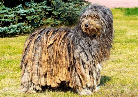 Top 15 Long-Haired Dog Breeds (with Pictures) | Hepper