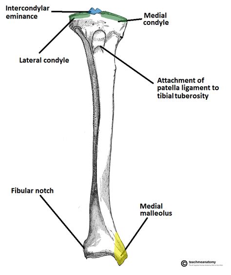 Tibial Anatomy