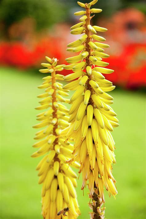 Aloe Vera Plant Flower - Plant Ideas