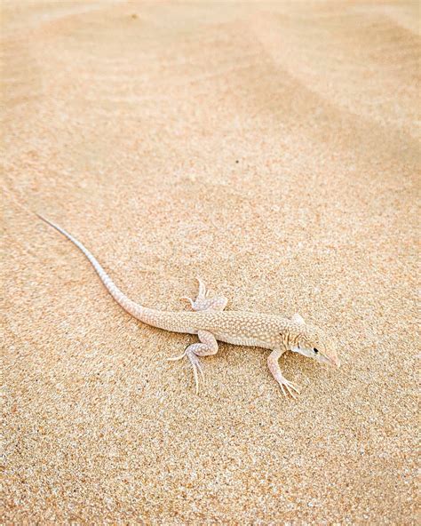 Sand Lizard - Learn About Nature