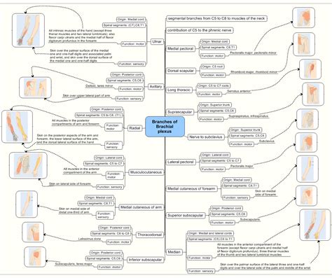 Difference Between Dermatome and Myotome – Pediaa.Com