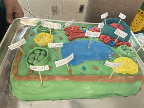 Animal Cell Model Project Cake