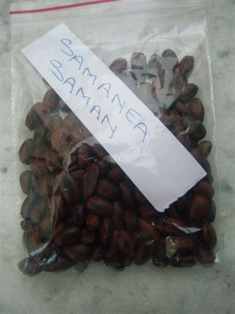 Dried Samanea Saman Seed, For Agriculture, Packaging Type: Packet at ...