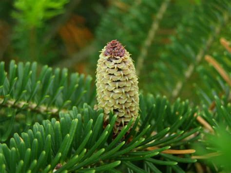 Fraser Fir Tree: Can You Grow It In Your Yard? - Arbor Facts