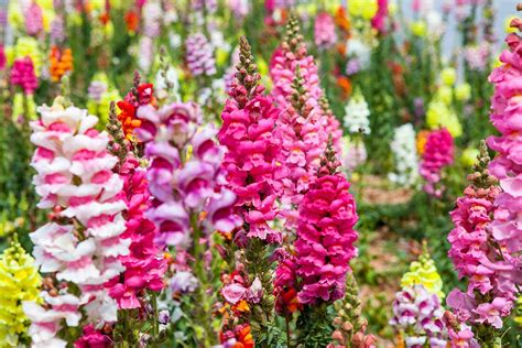 Snapdragon Types: Understanding Flower Shapes & Classifications