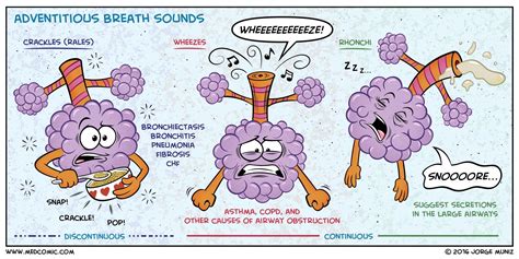 Visualize the Adventitious Breath Sounds | Adventitious breath sounds ...