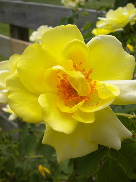 W.O.Bearden/Southern Shade Nursery: Yellow Knockout Rose