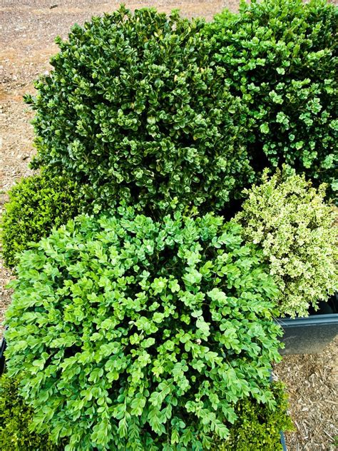 Boxwood Varieties - The New York Times