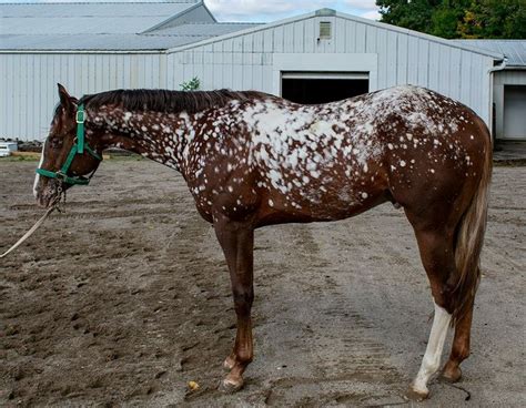 Chestnut Snowflake Appaloosa | Cavalos, Cores, Cavalo