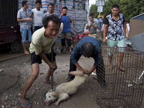 Yulin Dog Meat Festival 2016: What is it? When and where does it happen ...