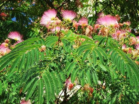 How To Grow & Care For Mimosa Tree | Plantly