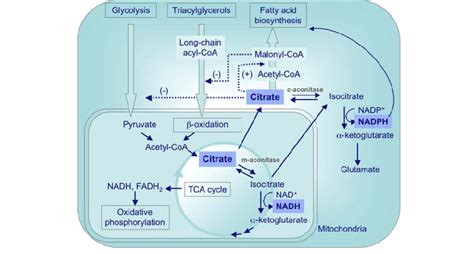 Overview of the roles of citrate and aconitases in the major energy ...