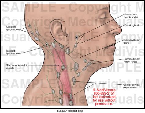 Lymph Nodes Behind Ear Diagram