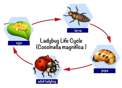 Life Cycle Of A Ladybug