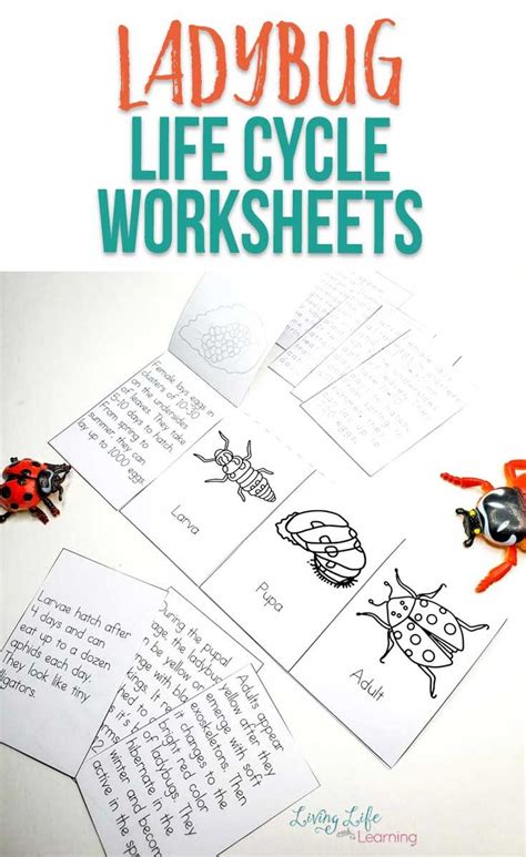 Printable Ladybug Life Cycle Worksheet