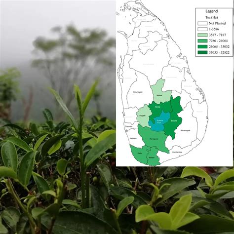 Ultimate Guide to Ceylon Tea Growing Regions Sri Lanka 2024