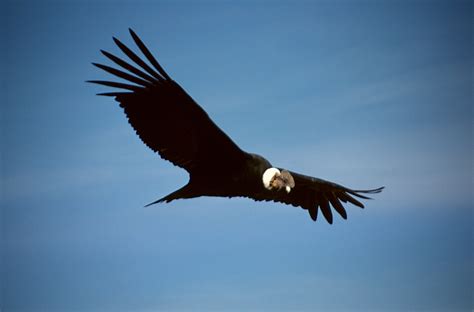 Datei:Colca-condor-c03.jpg – Wikipedia