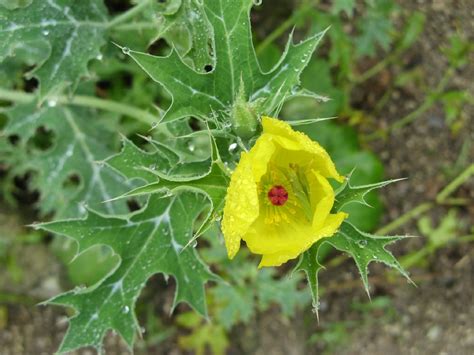 Wild & Garden Flowers: Papaveraceae