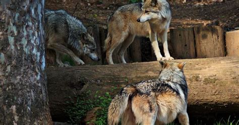 Rethinking Wolf Pack Stability | Psychology Today