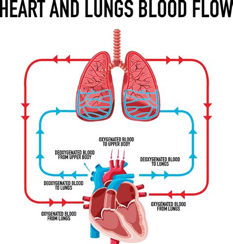 Diagram showing heart and lungs blood flow 6771413 Vector Art at Vecteezy