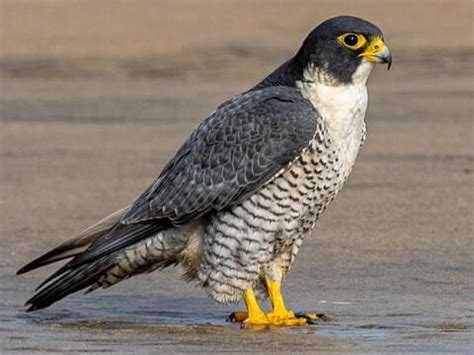 Peregrine Falcon Hunting Technique