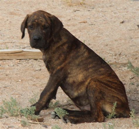 Cane Corso Rottweiler Mix Puppies | PETSIDI